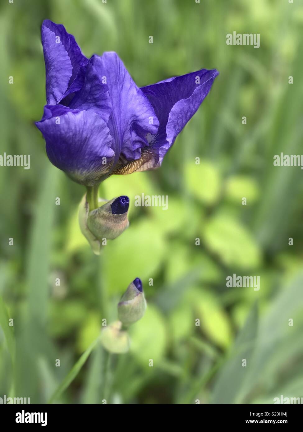 Bourgeons à fleurs violet avec iris Banque D'Images