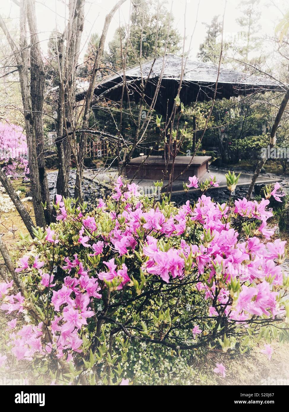 Magnifiques fleurs roses dans un jardin japonais. - Image de stock capturée avec un smartphone
