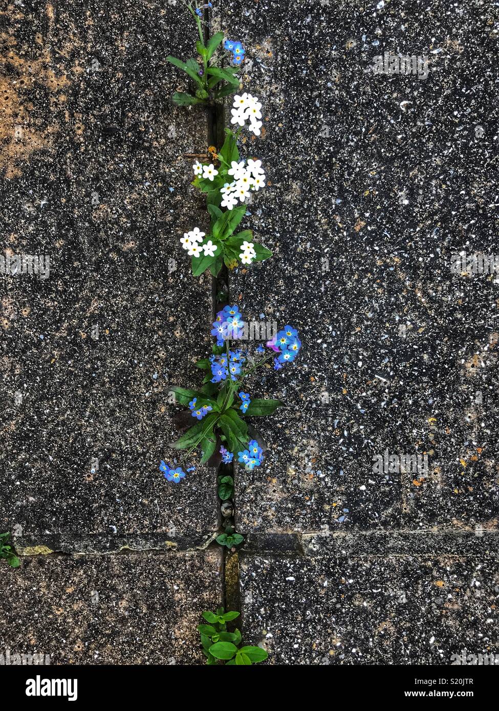 Forget-me-nots, fleurs bleu et blanc émergeant d'une fissure dans la chaussée - Image de stock capturée avec un smartphone