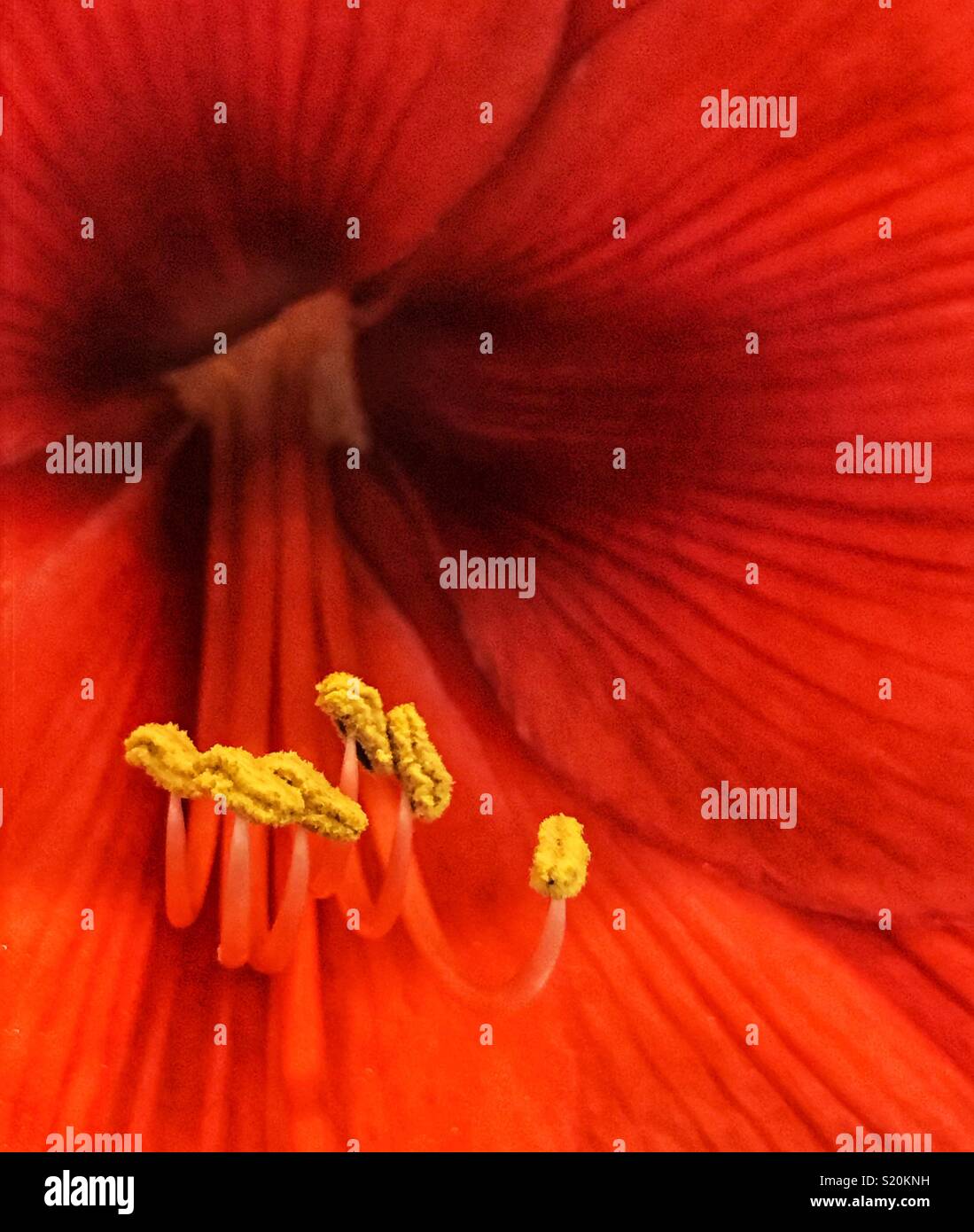 Amaryllis rouge lily close up Banque D'Images