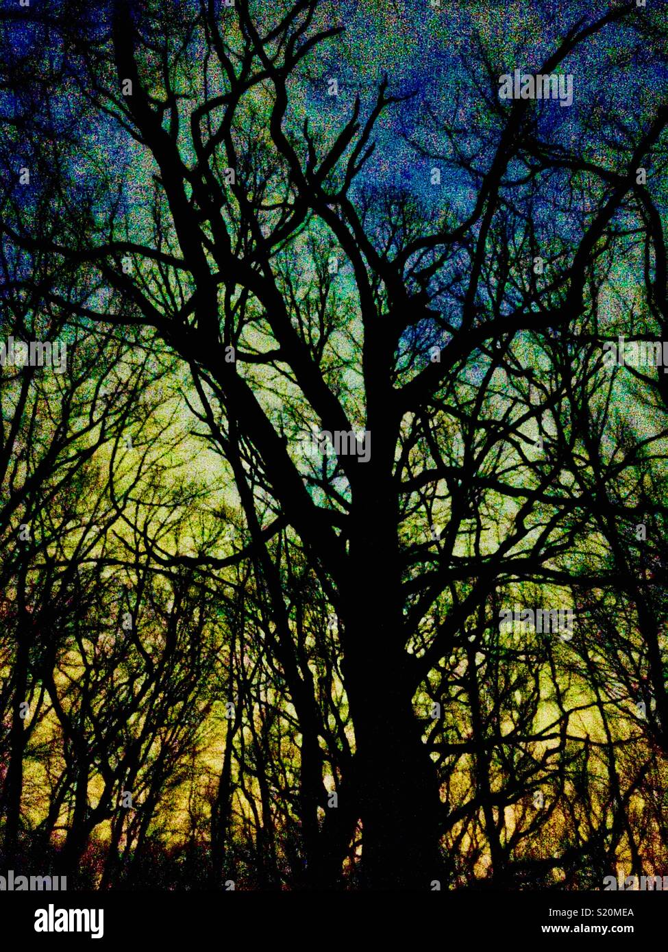 Les arbres feuillus stylisés de nuit Banque D'Images