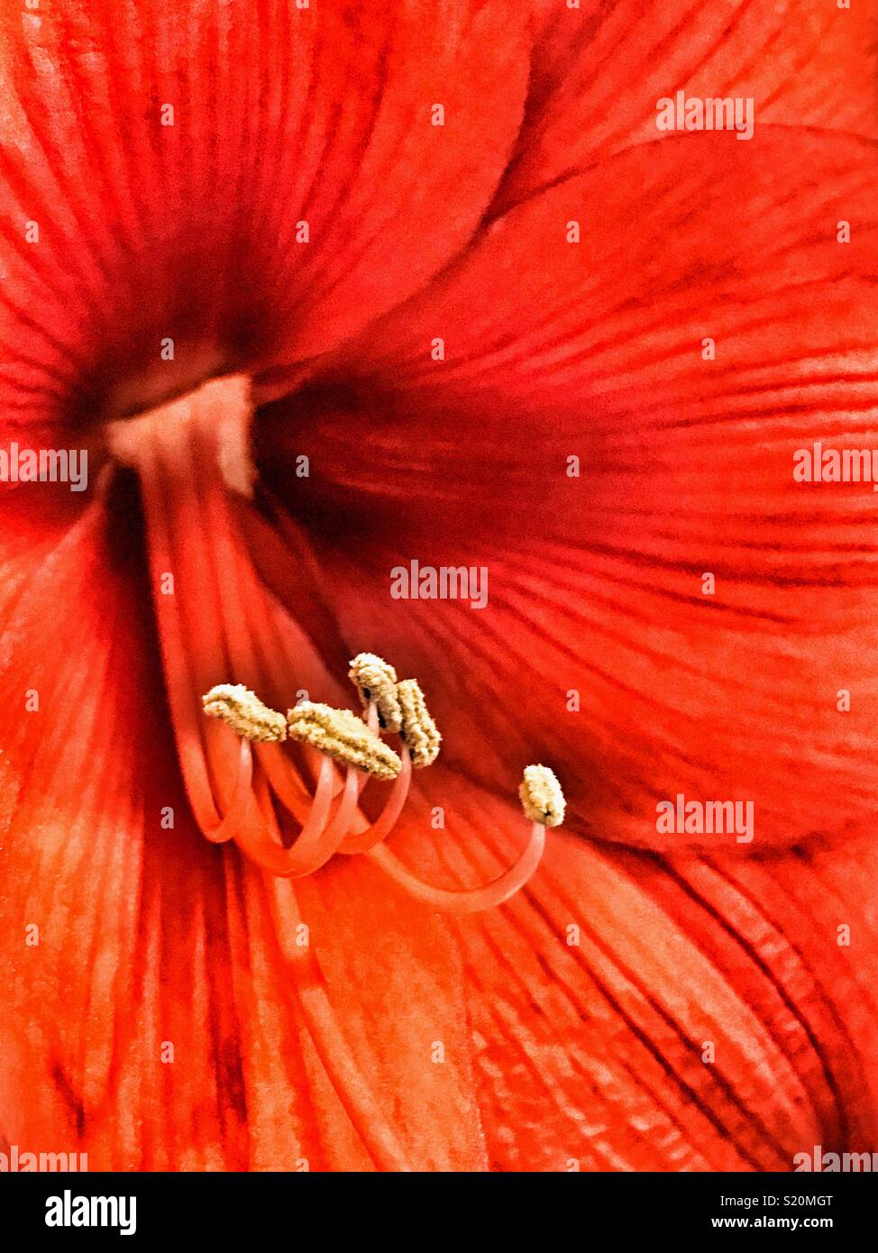 Amaryllis rouge lily close up Banque D'Images