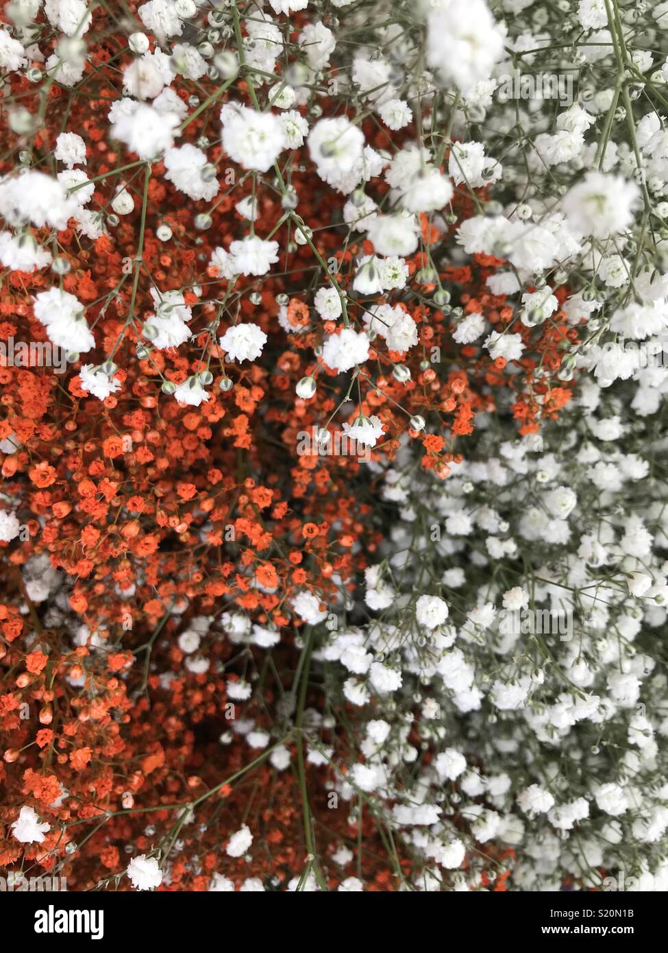 Orange et blanc fleurs minuscules connues sous le souffle du bébé, ou de Grand Gaube. Utilisé pour les décorations de la maison, ou d'un mariage. Marché de Paris. Banque D'Images