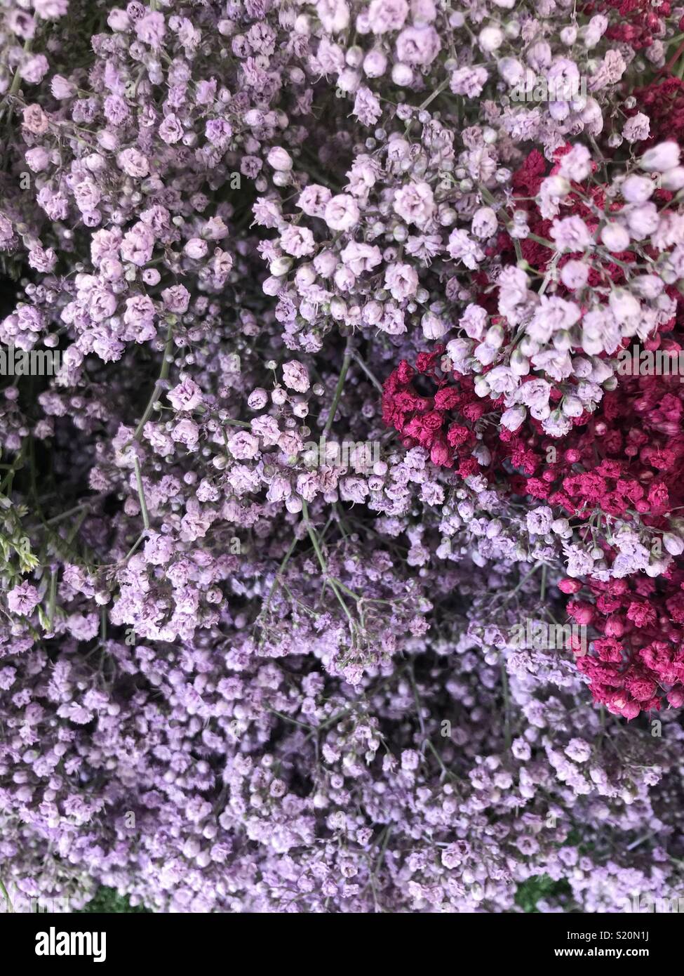 Violet et rose fleurs minuscules connues sous le souffle du bébé, ou de Grand Gaube. Utilisé pour les décorations de fleurs, ou avec bouquet de mariage. Marché de Paris. Banque D'Images