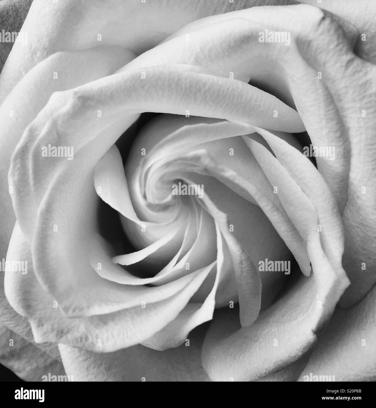 White Rose en noir et blanc Banque D'Images