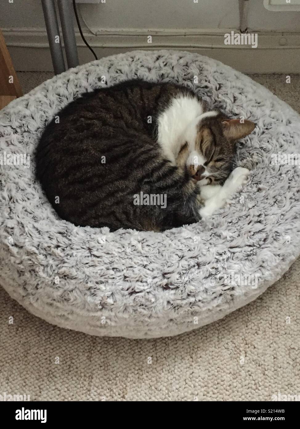 X Ragdoll cat dormir recroquevillé dans lit de chat donut Banque D'Images