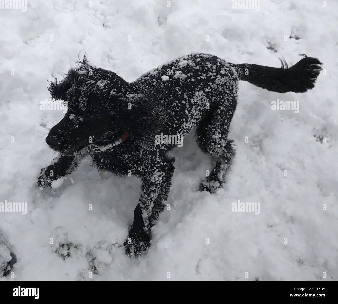 Spaniel chien noir dans la neige Banque D'Images