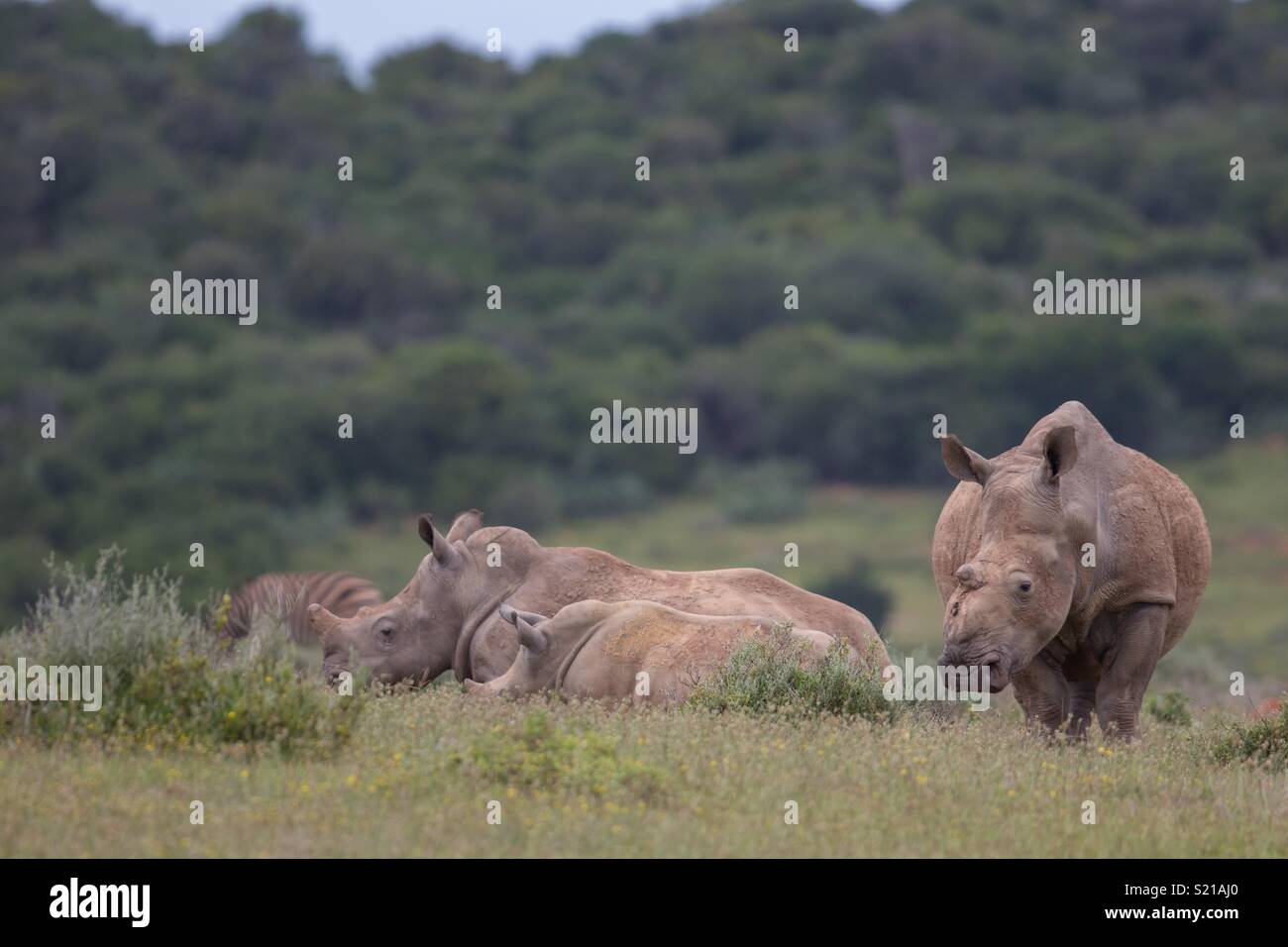 Rhino qui avait ses cornes enlevées par des braconniers, et elle et veaux Banque D'Images