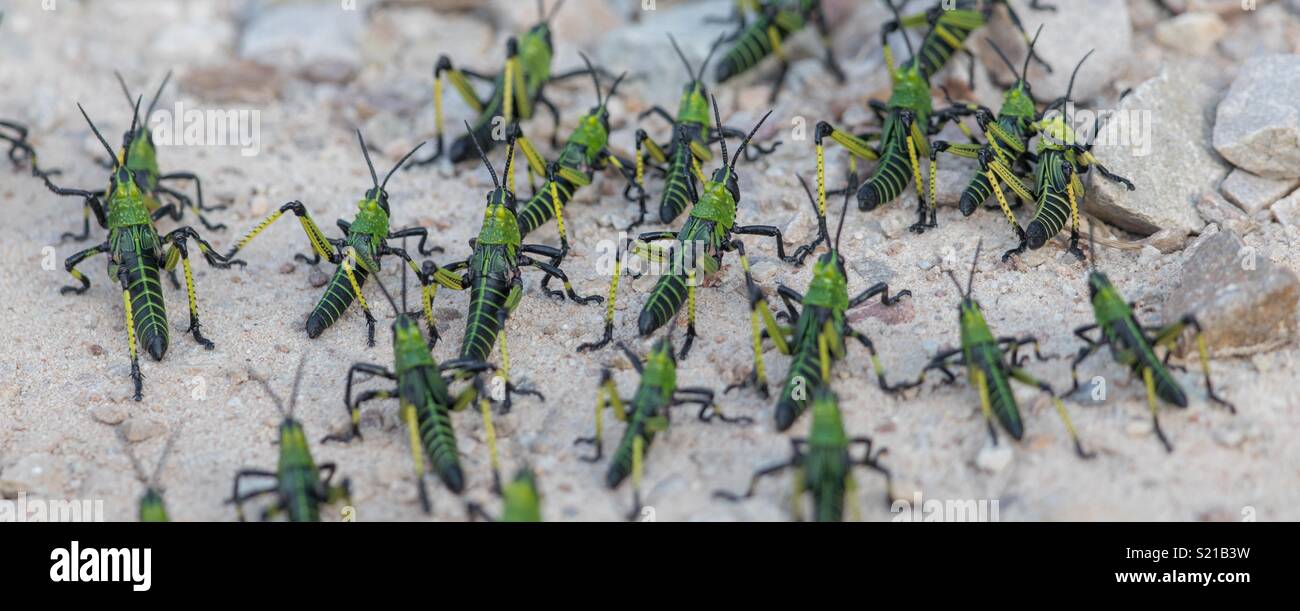 Locust asclépiade Banque D'Images