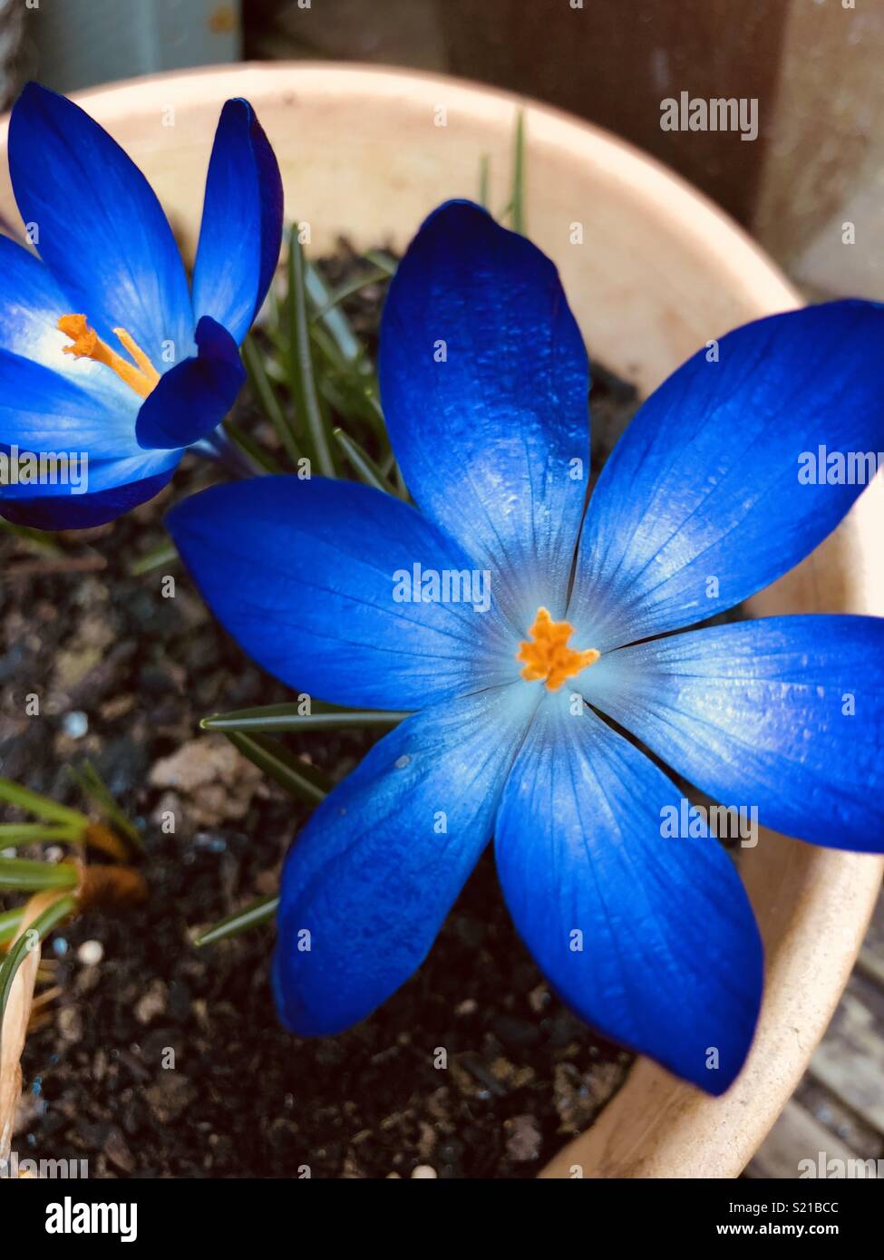 Fleur de crocus bleu ouvert Banque D'Images