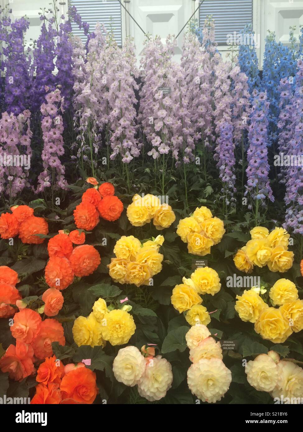Affichage fleurs Chelsea Flower Show 2017 Banque D'Images