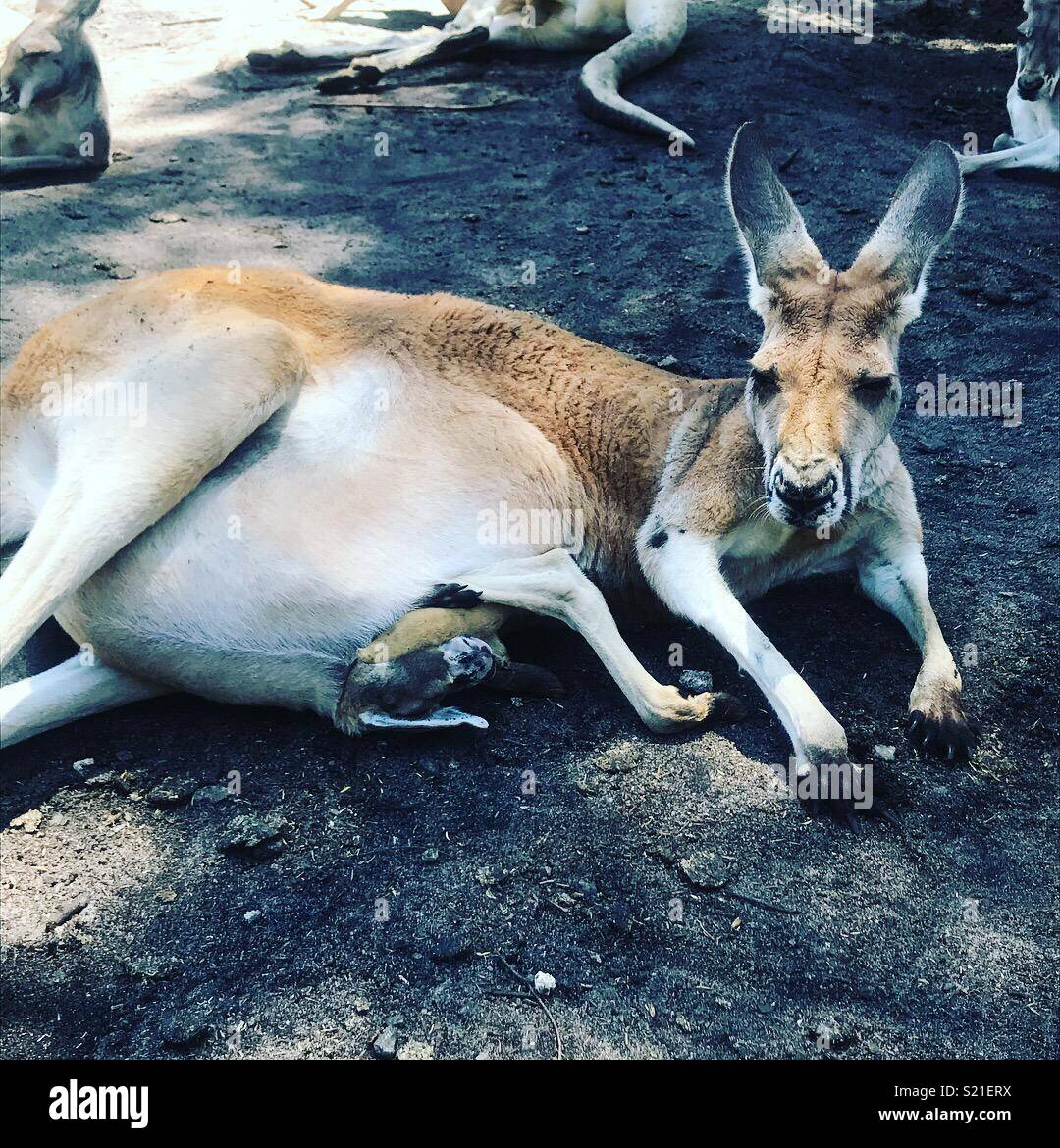 Bébé kangourou et maman Banque de photographies et d'images à haute  résolution - Alamy