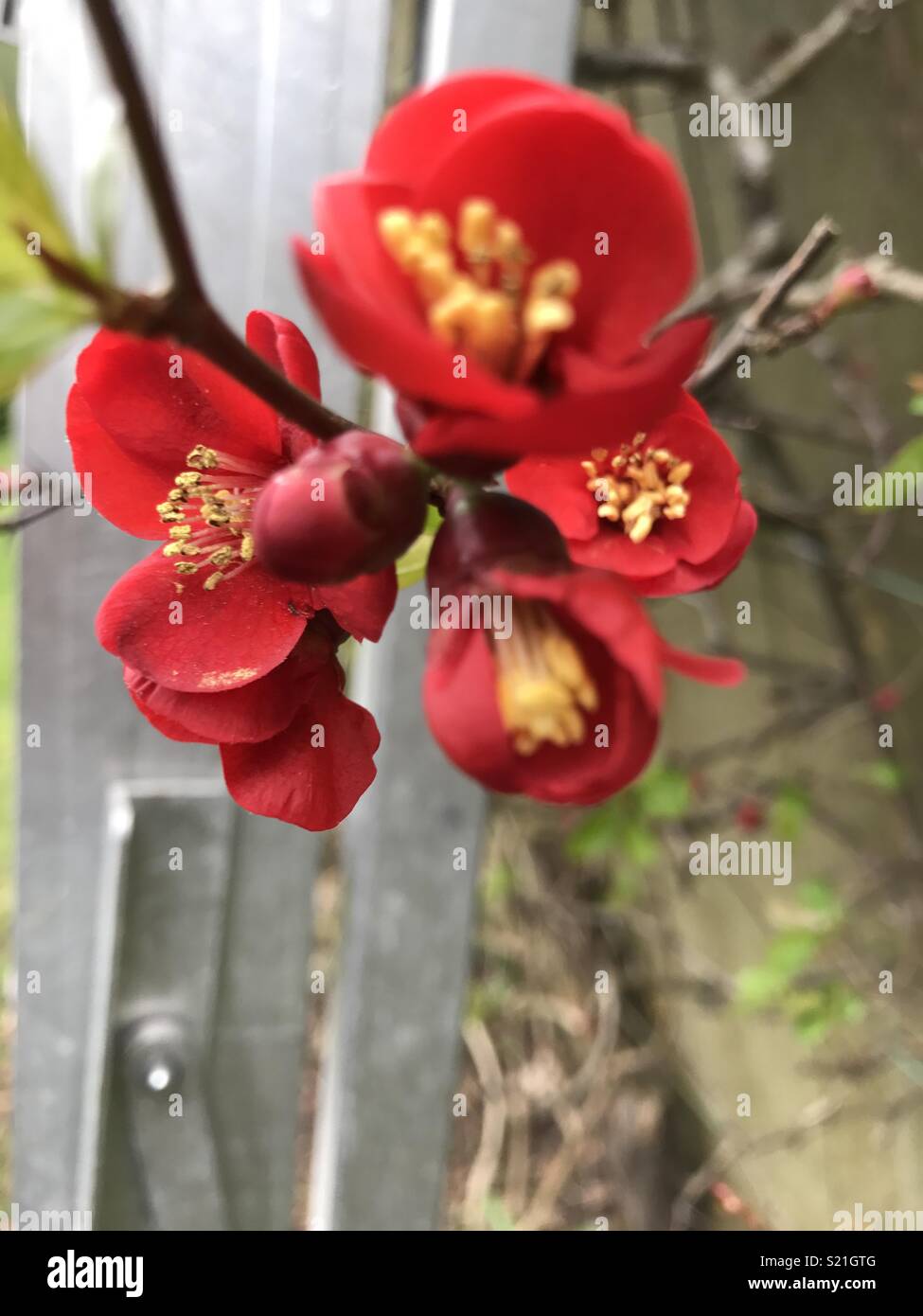 Japonica (Coing) en fleurs Banque D'Images