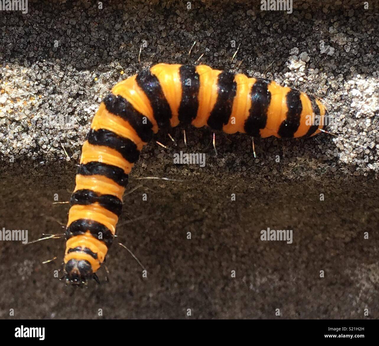 Yellow and black stripes Banque de photographies et d’images à haute — free download
