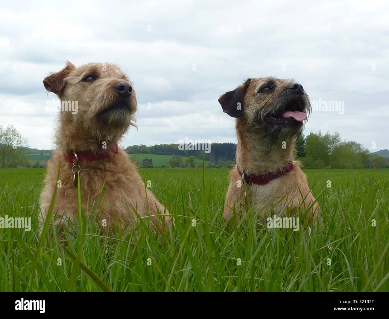 Lakeland terrier Border terrier et Photo Stock - Alamy