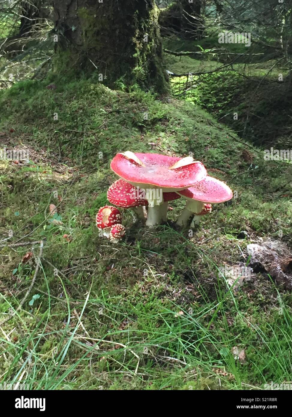 Groupe de champignons rouge dans la forêt Banque D'Images