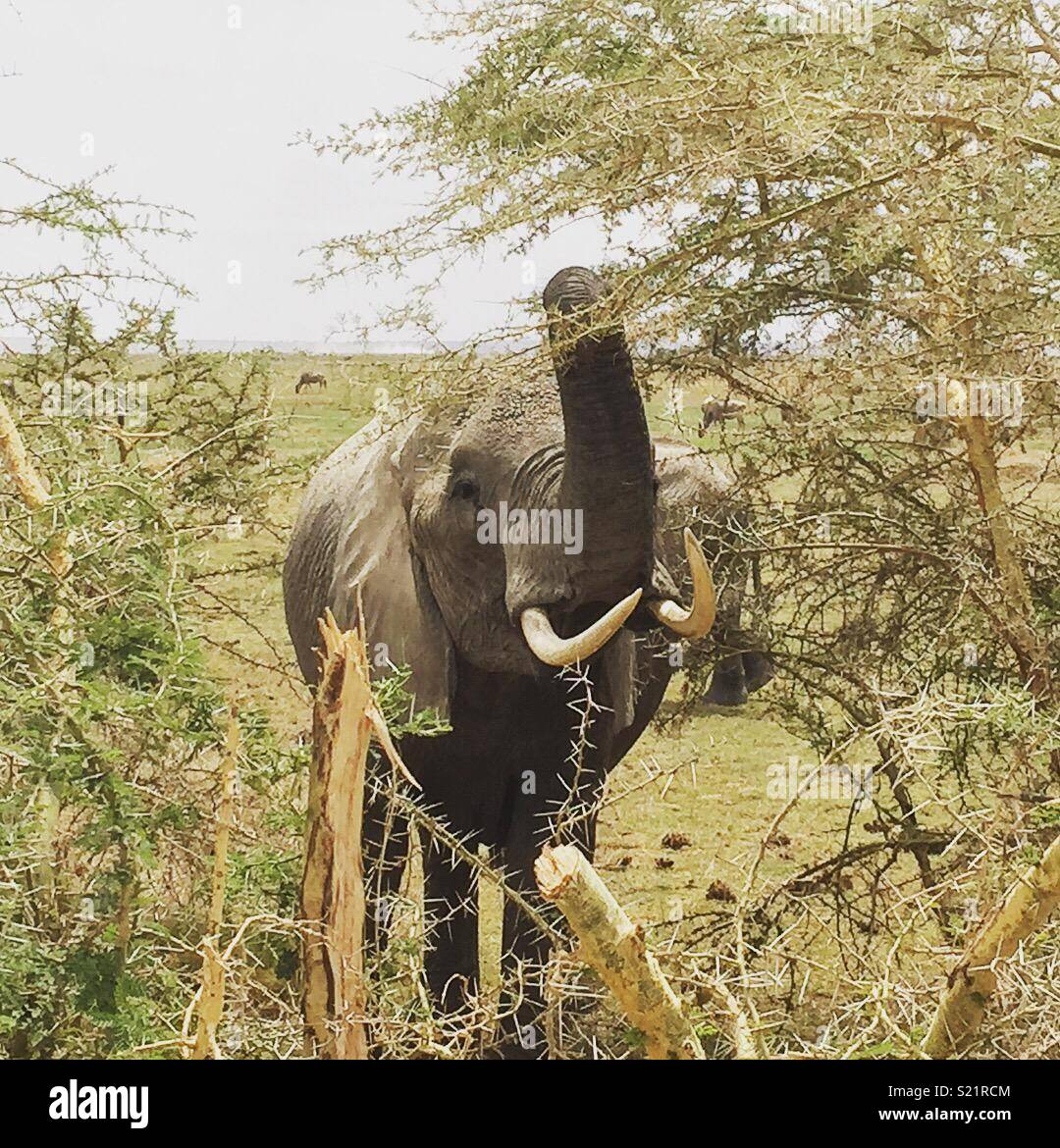 Manger un éléphant d'Afrique à partir d'un arbre Banque D'Images