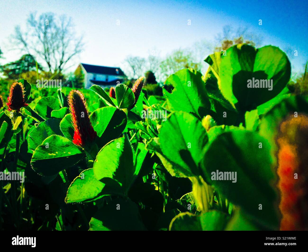 Domaine de trèfle incarnat pour les abeilles, ferme en arrière-plan- Caroline du Nord. - Image de stock capturée avec un smartphone