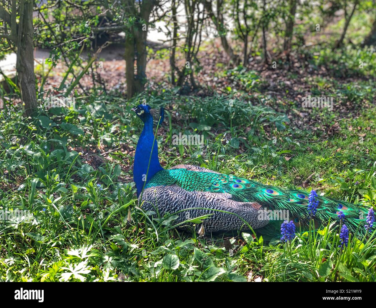 Le plus sympathique Peacock Banque D'Images