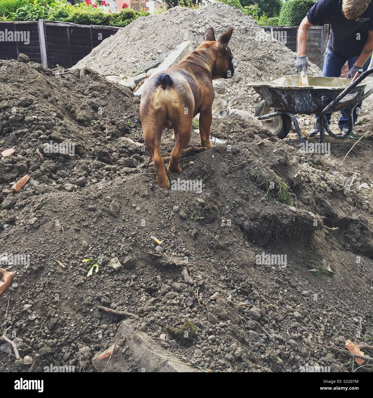 Builder chien ! Aide à monter ! Banque D'Images