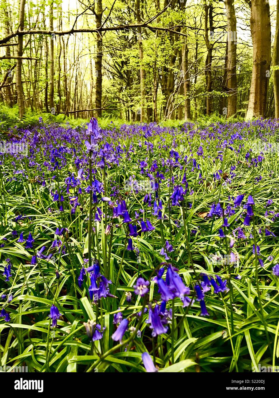 Jacinthes des bois en haut Brede Banque D'Images