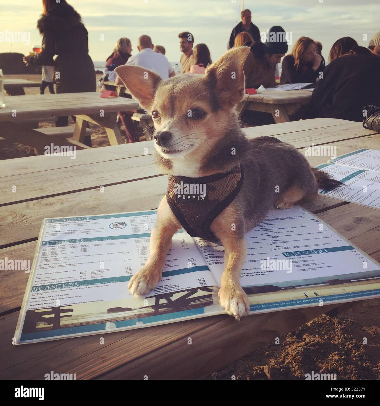 Petit chien couché en plein air au restaurant de plage à Cornwall Banque D'Images