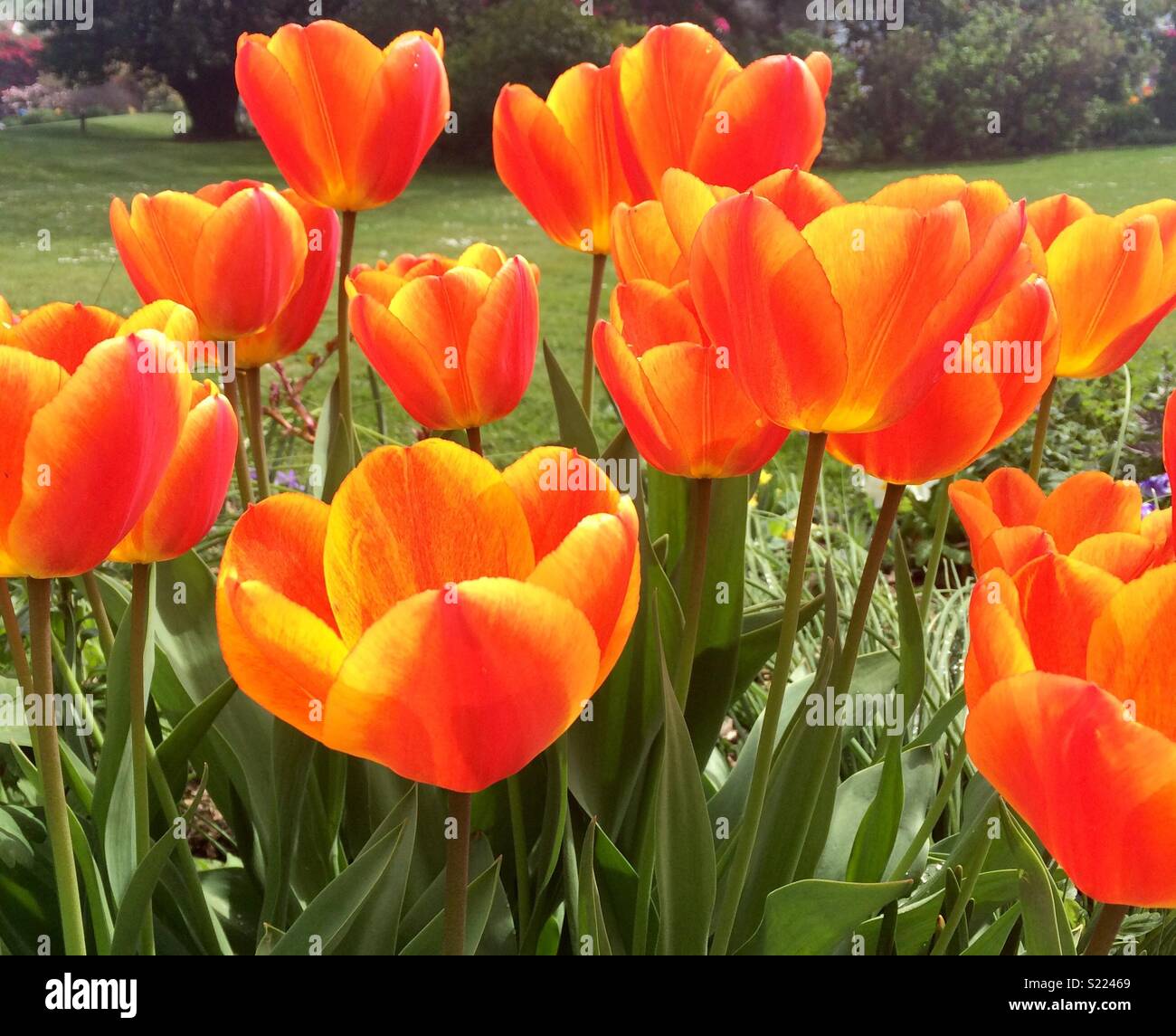 Tulipes en pleine floraison Banque D'Images