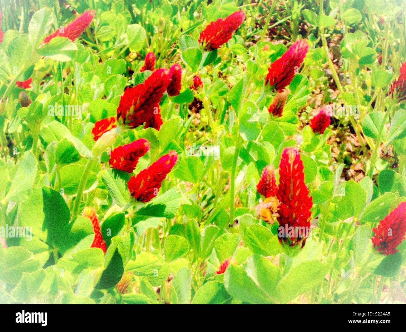 Photo de Misty trèfle incarnat en Caroline du domaine - Image de stock capturée avec un smartphone