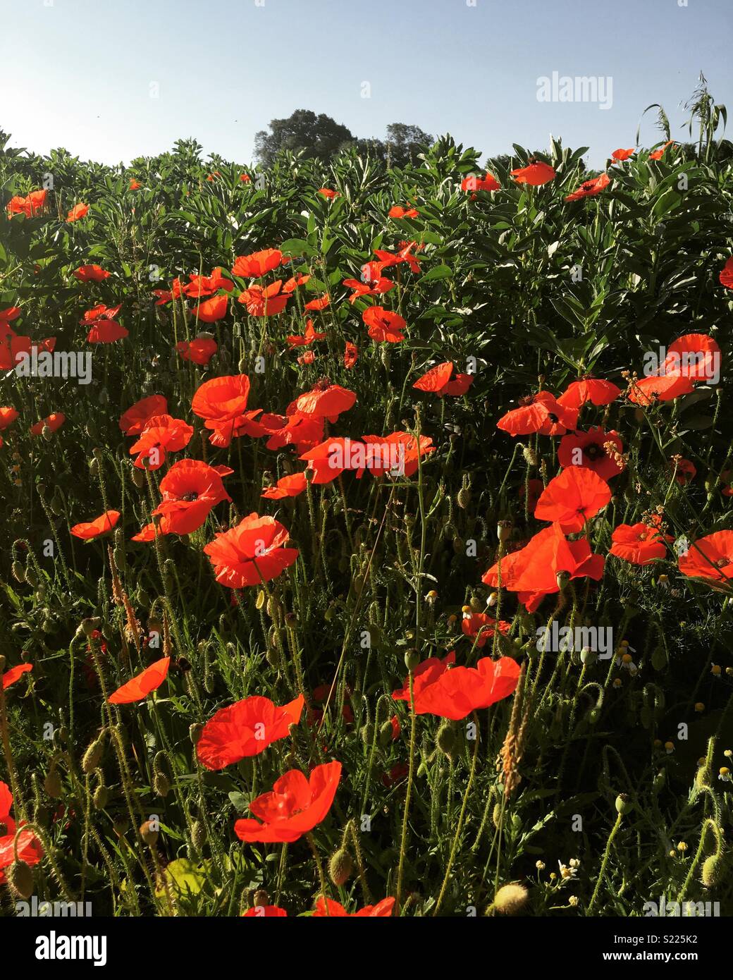 Domaine de haricots de coquelicots Banque D'Images