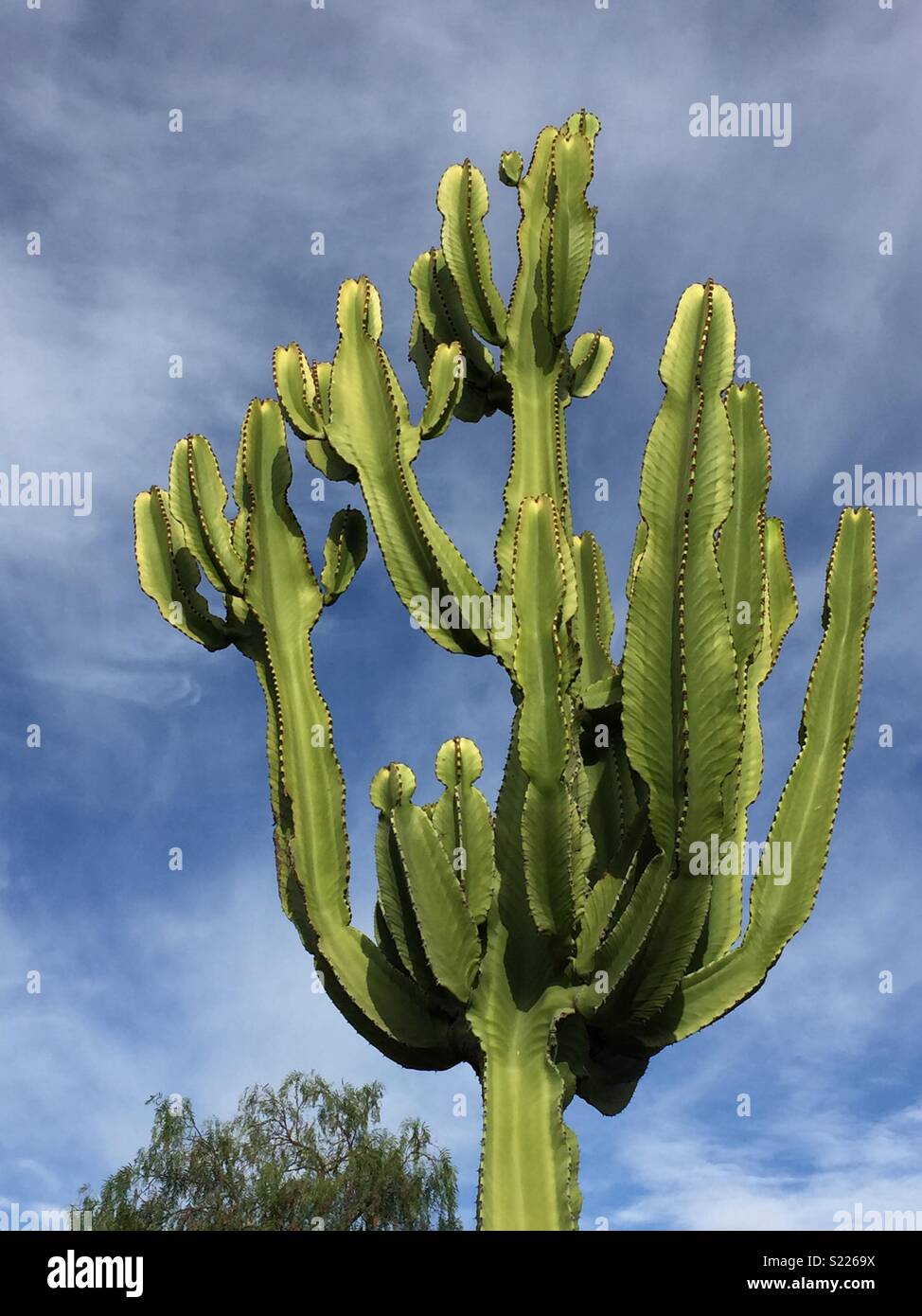 Arbre de cactus Photo Stock - Alamy