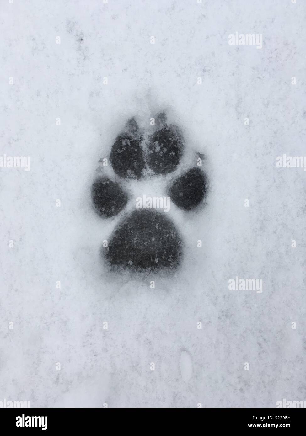 Empreinte de chien dans la neige Photo Stock - Alamy