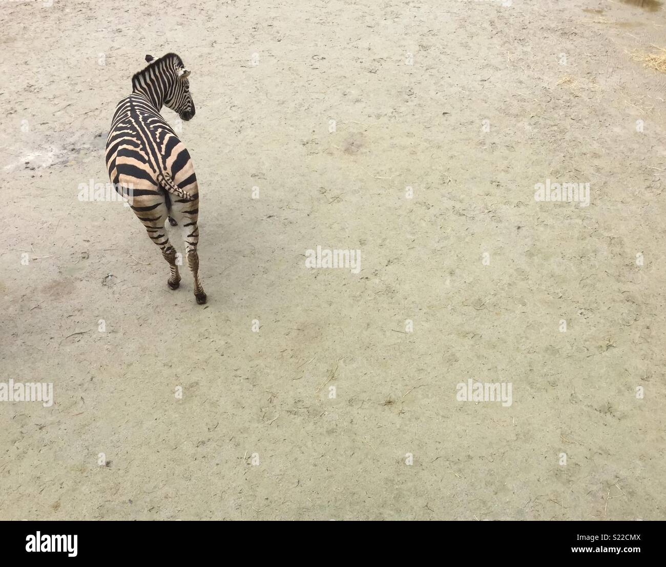 Seul zebra de ci-dessus sur fond uni. Banque D'Images