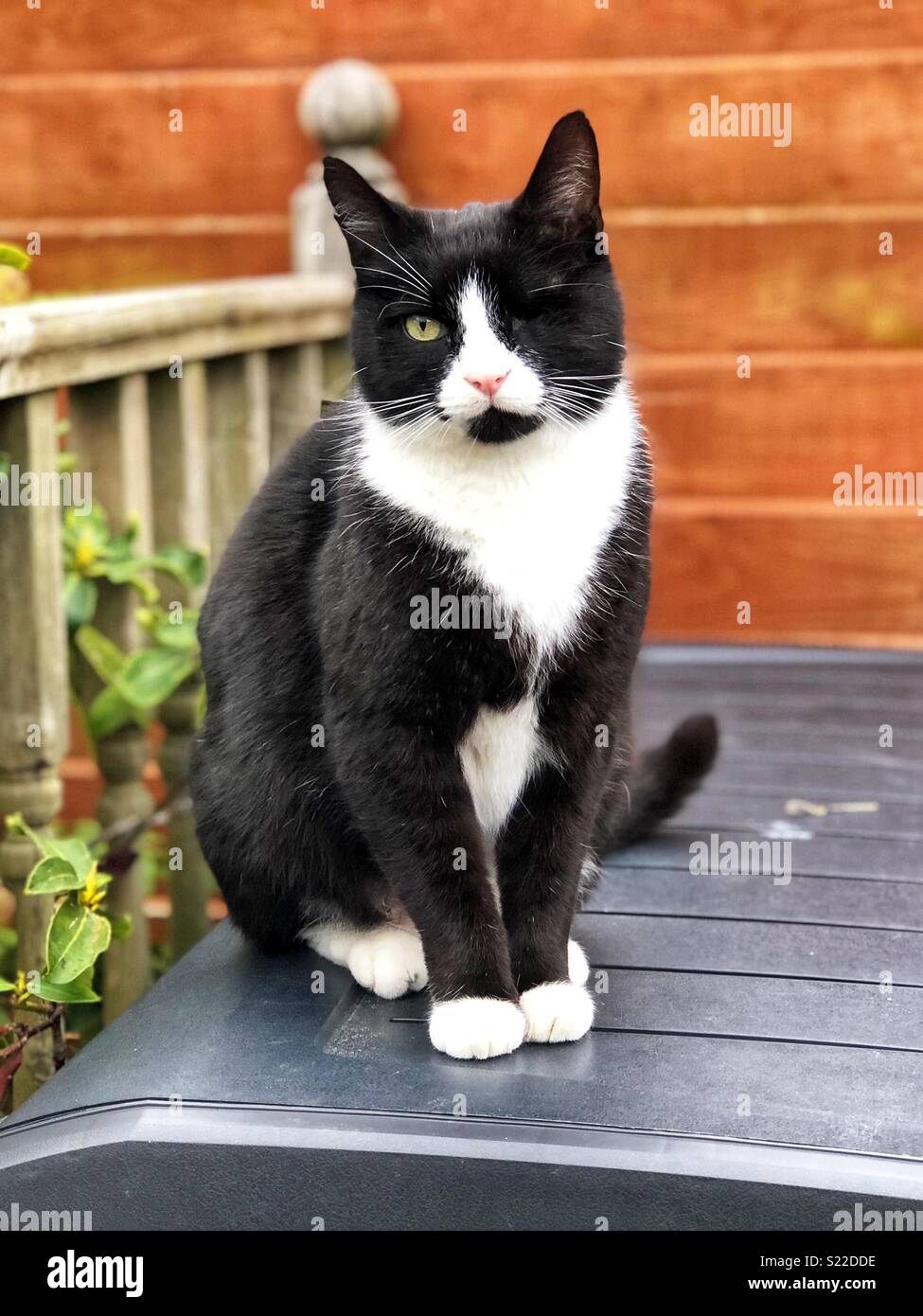 Chat Borgne Dans Le Jardin Photo Stock Alamy Chat Borgne Dans Le Jardin Photo Stock Alamy