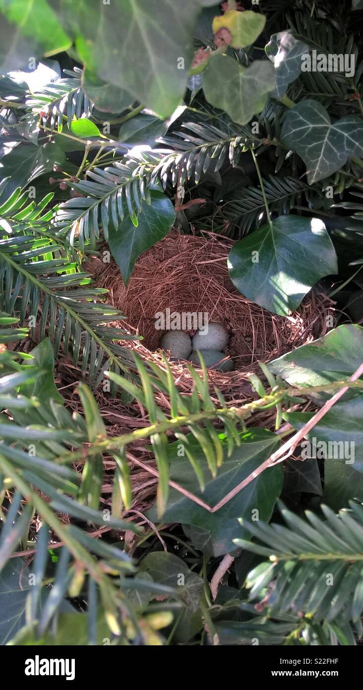 Un embrayage de Bleu Merle oeufs dans le nid. Photographié dans un if bush dans un jardin. Entouré de lierre. Banque D'Images