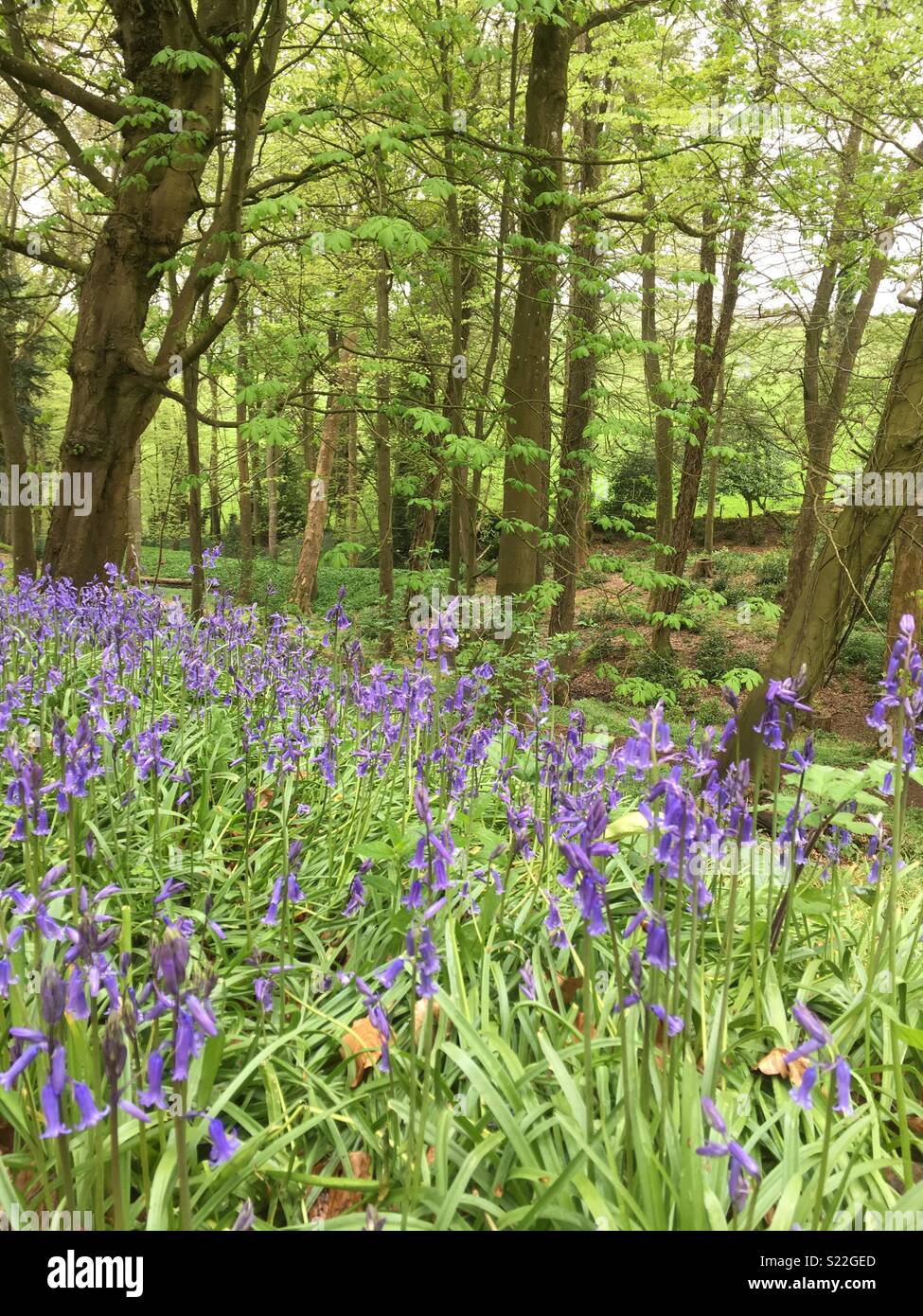 Jacinthes des bois au printemps Banque D'Images