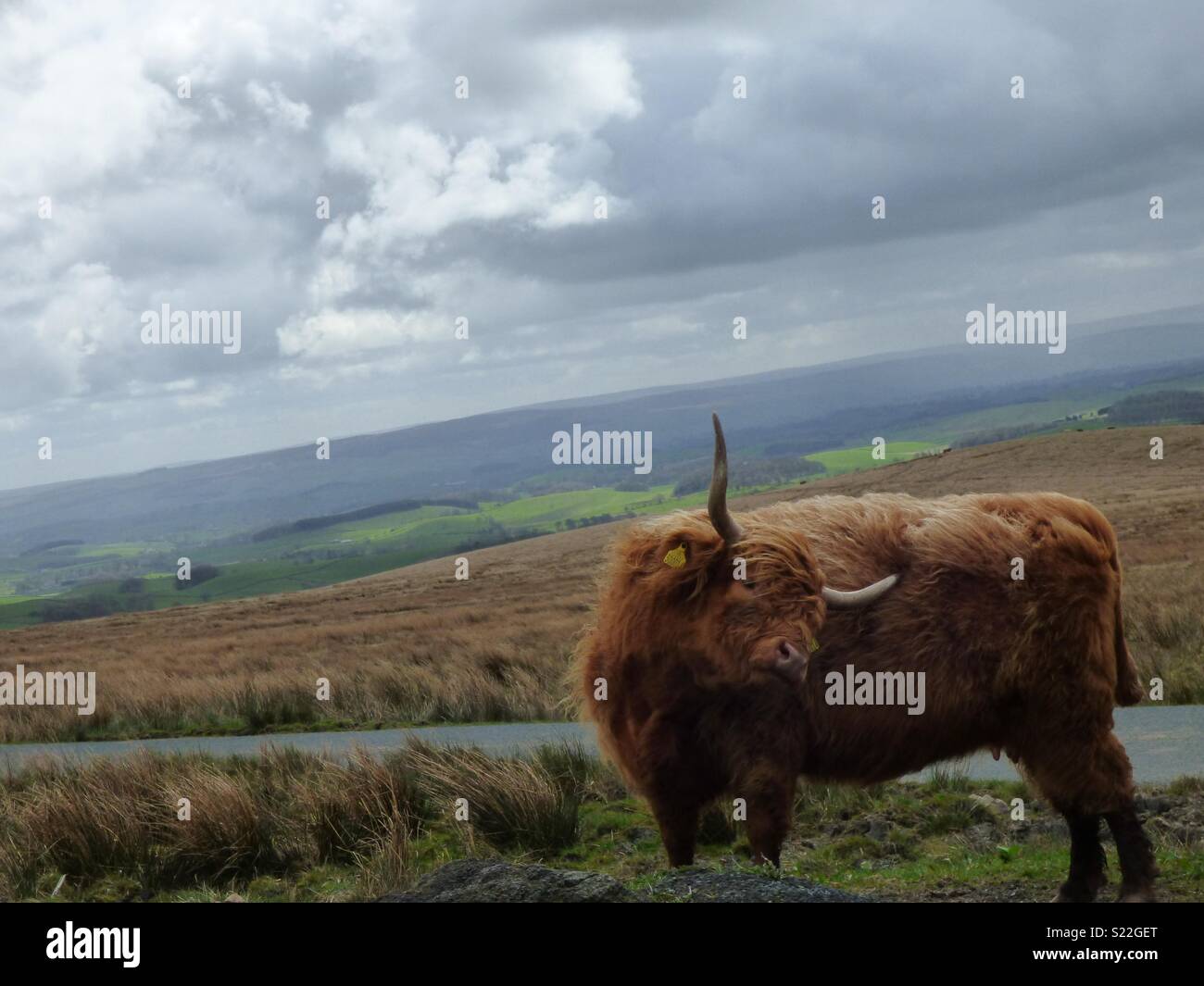 Gratter la démangeaison sur les Yorkshire Dales Banque D'Images