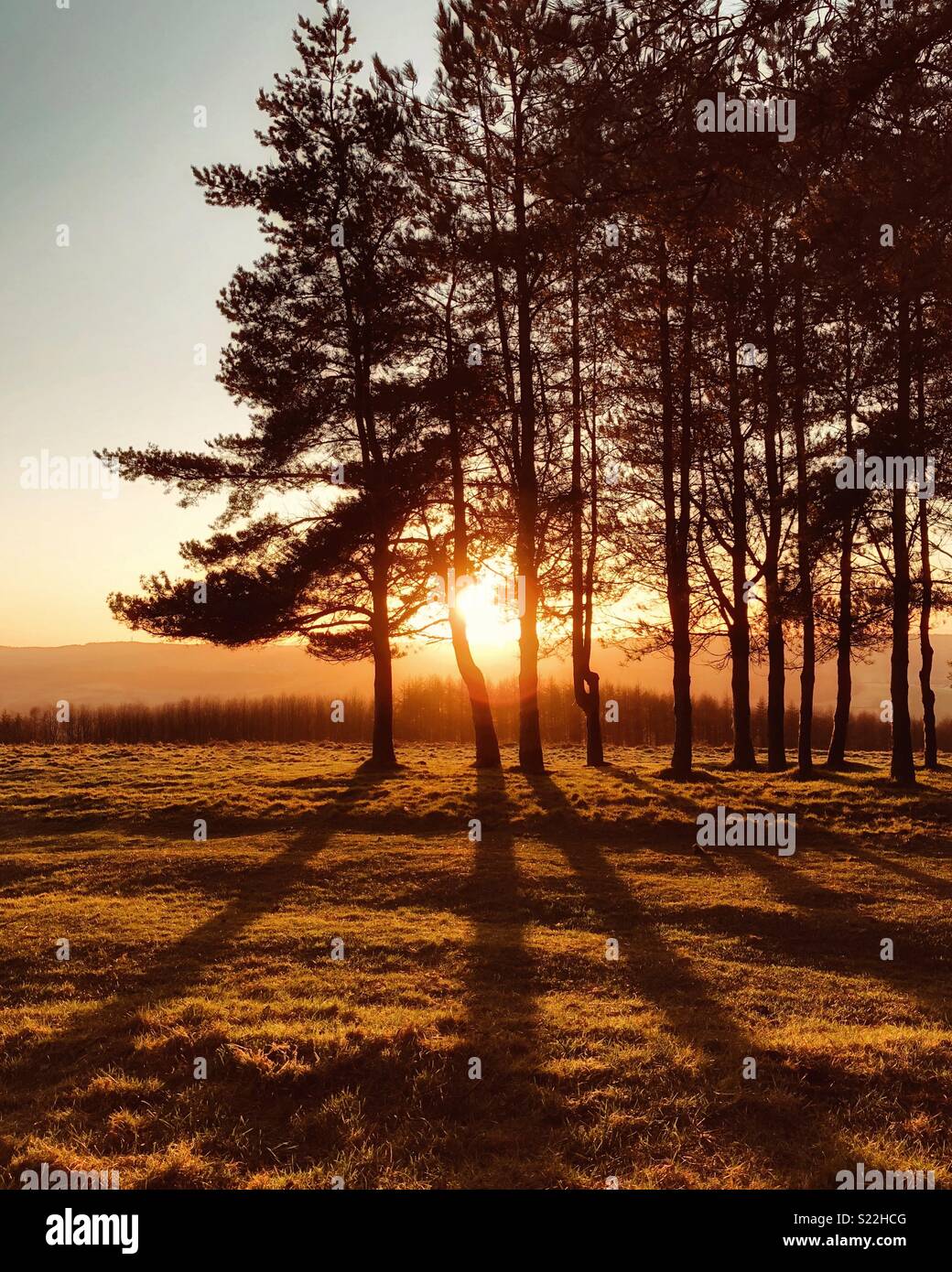 Coucher du soleil sur les arbres peut Hill, Cotswolds, Gloucestershire, style Polaroid Banque D'Images