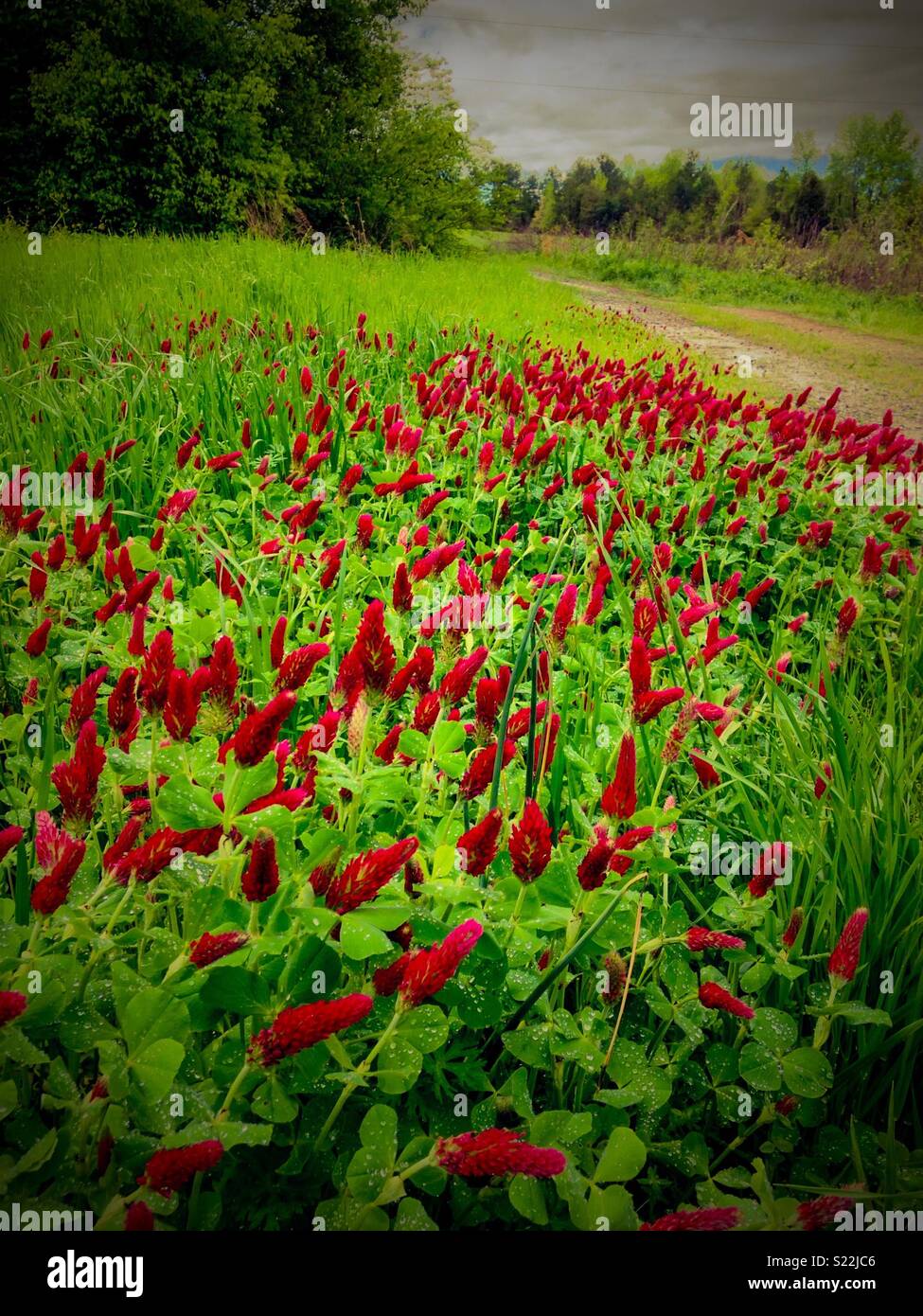 Le trèfle incarnat patch pour les abeilles par chemin de terre sur la ferme de la Caroline du Nord - Image de stock capturée avec un smartphone