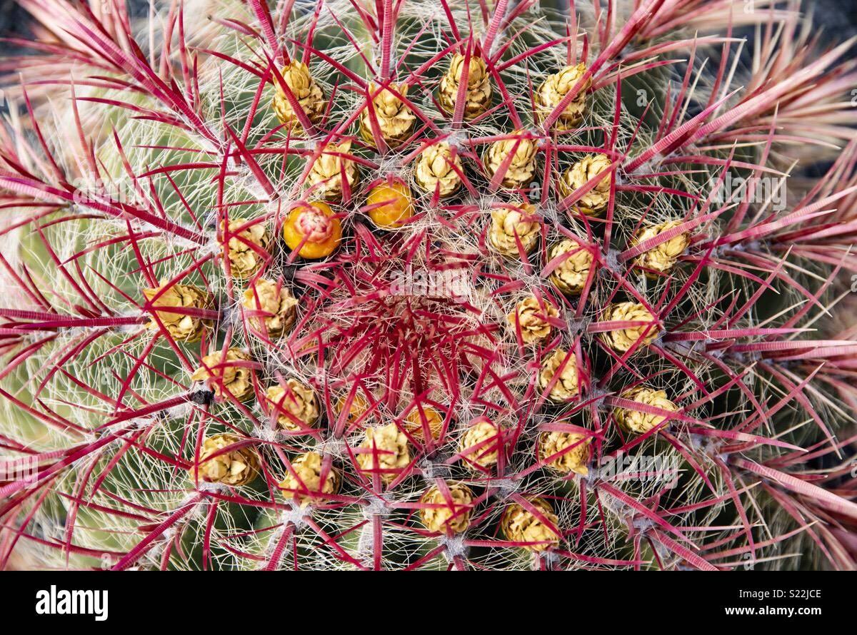 Épines rose Cactus. Banque D'Images