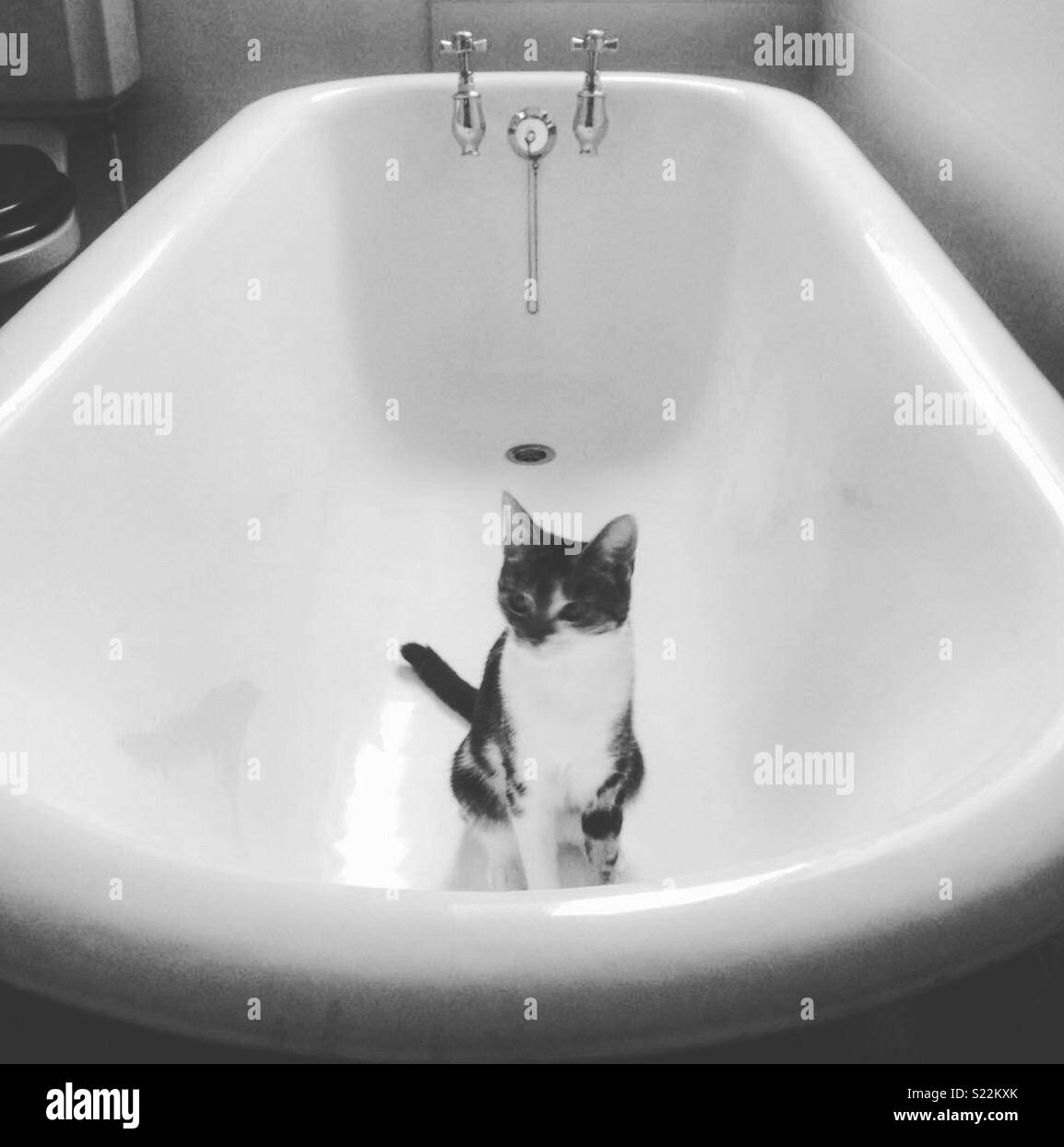 Chat assis dans une baignoire à Banque D'Images