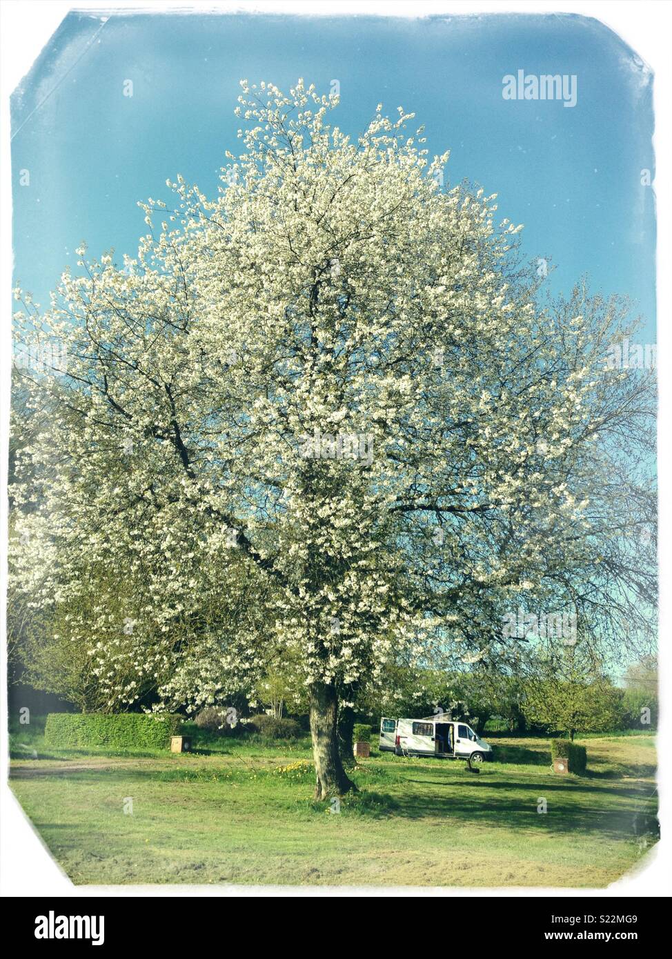 Un livre blanc camping-van stationné sous un énorme arbre en fleurs en Normandie, France - Image de stock capturée avec un smartphone