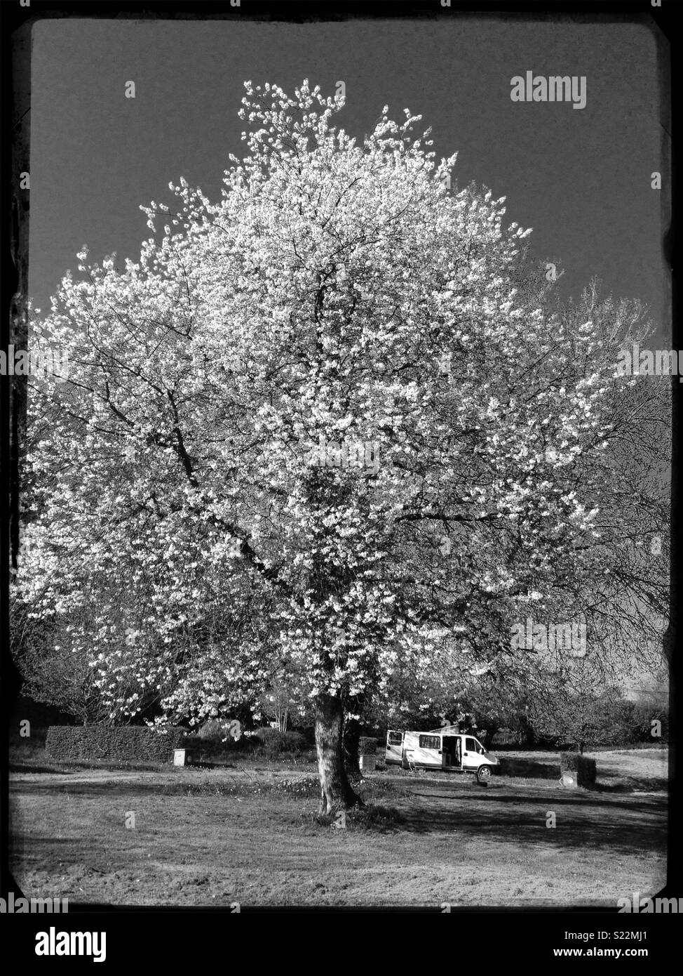 Un livre blanc camping-van stationné sous un énorme arbre en fleurs en Normandie, France Banque D'Images