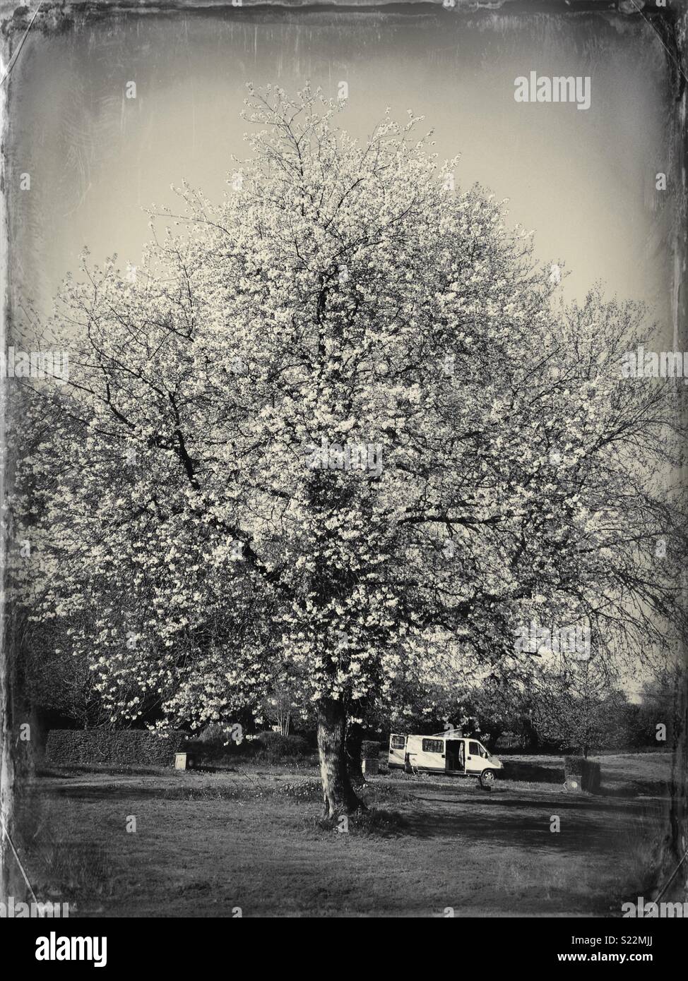 Un livre blanc camping-van stationné sous un énorme arbre en fleurs en Normandie, France - Image de stock capturée avec un smartphone