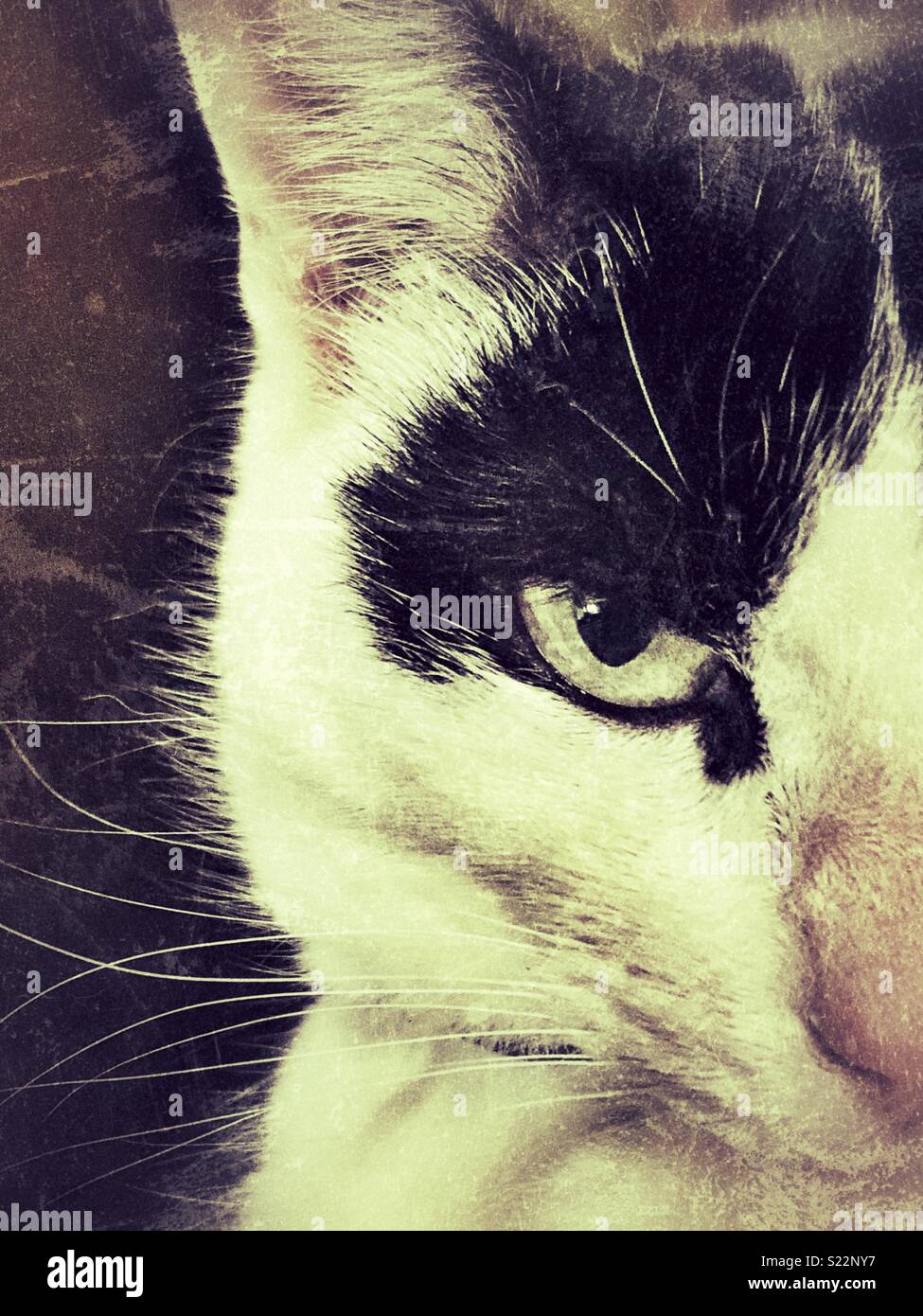 Portrait de la moitié d'un visage de chat shorthair domestique avec le mal à eye Banque D'Images