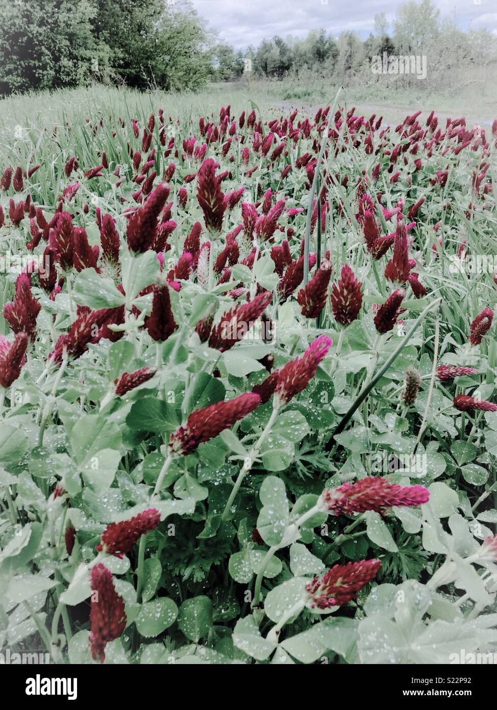 Clover champ après la pluie- Caroline du domaine - Image de stock capturée avec un smartphone