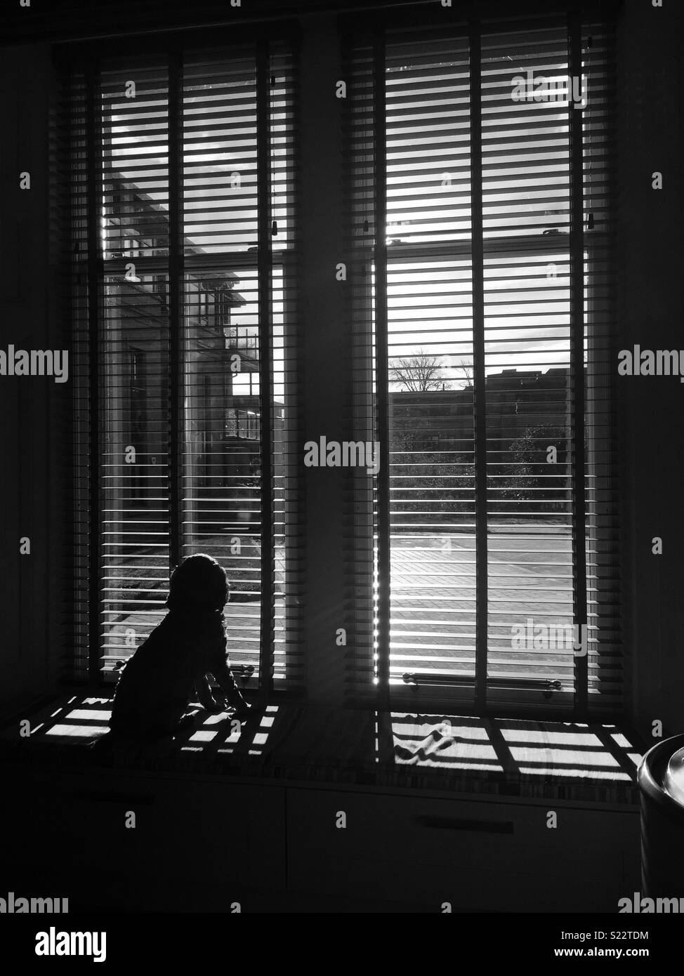 Doggo regardant par la fenêtre sur un matin ensoleillé Banque D'Images