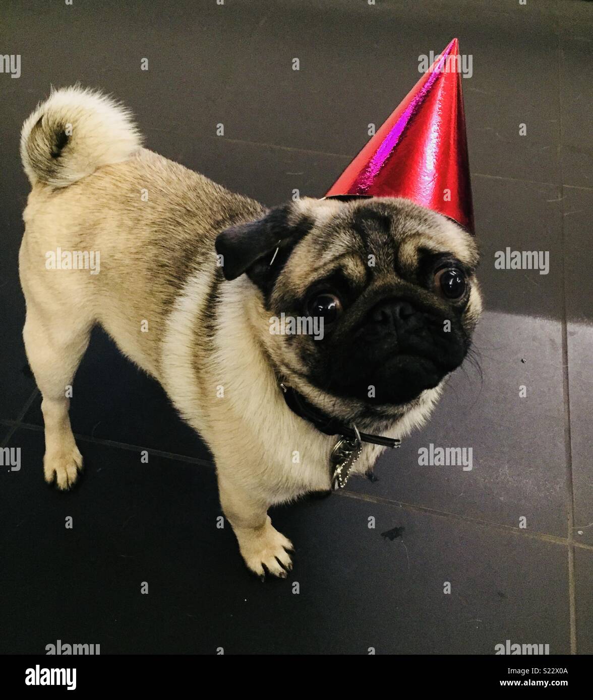 Le Pug Anniversaire Photo Stock Alamy