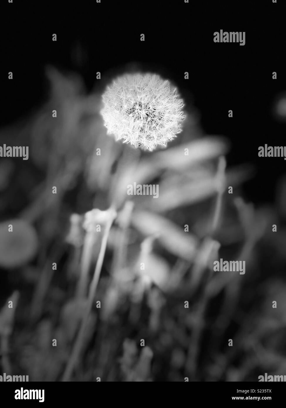 Noir Et Blanc Fee Pissenlit Photo Stock Alamy Noir Et Blanc Fee Pissenlit Photo Stock Alamy