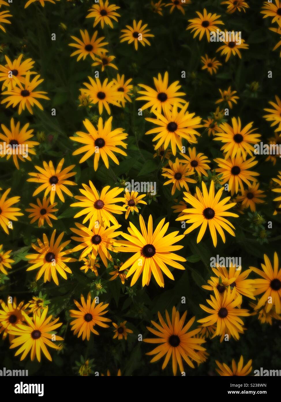 Rudbeckia fleurs, jaune vif Banque D'Images