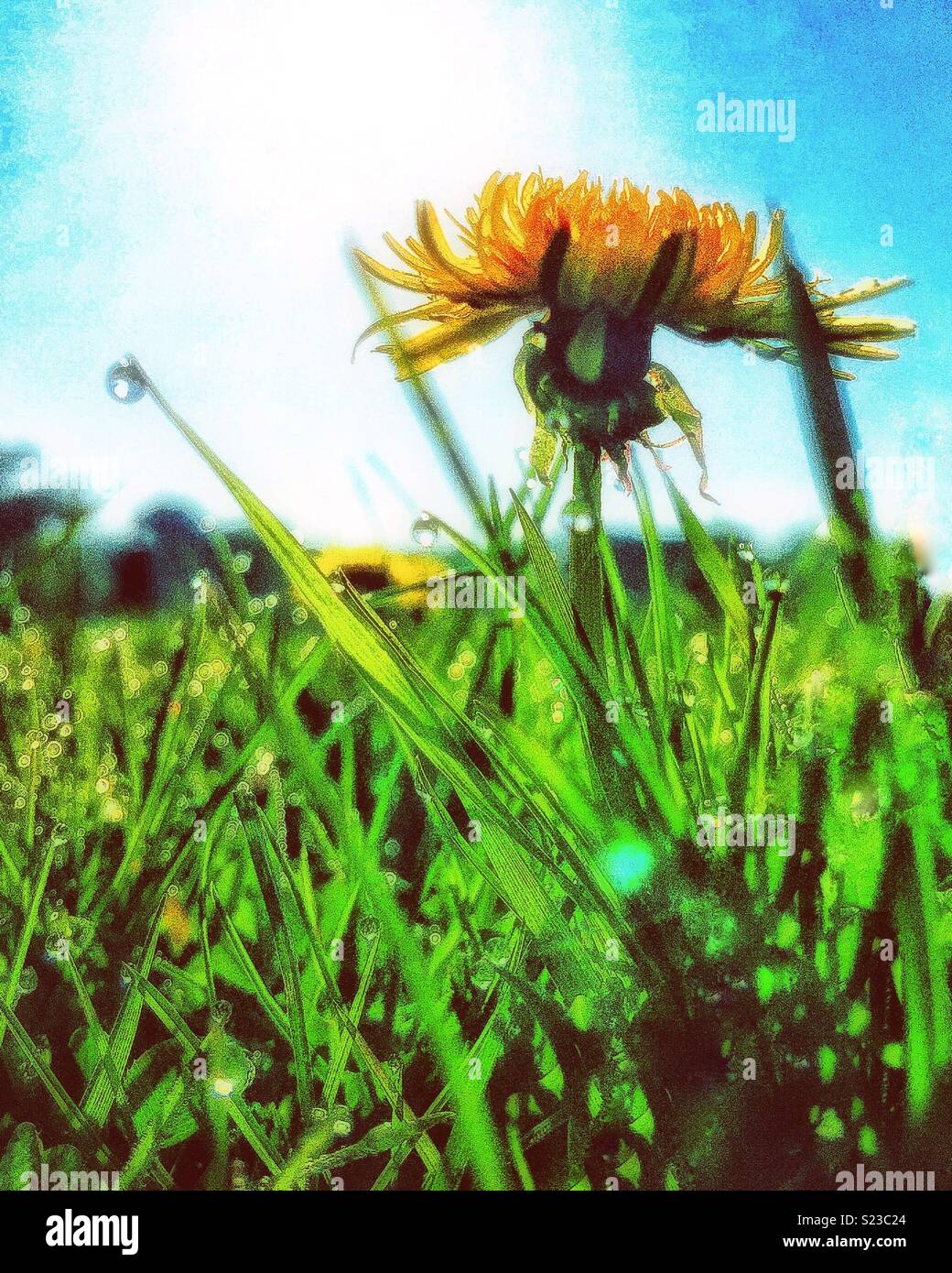 Pissenlit - Image de stock capturée avec un smartphone